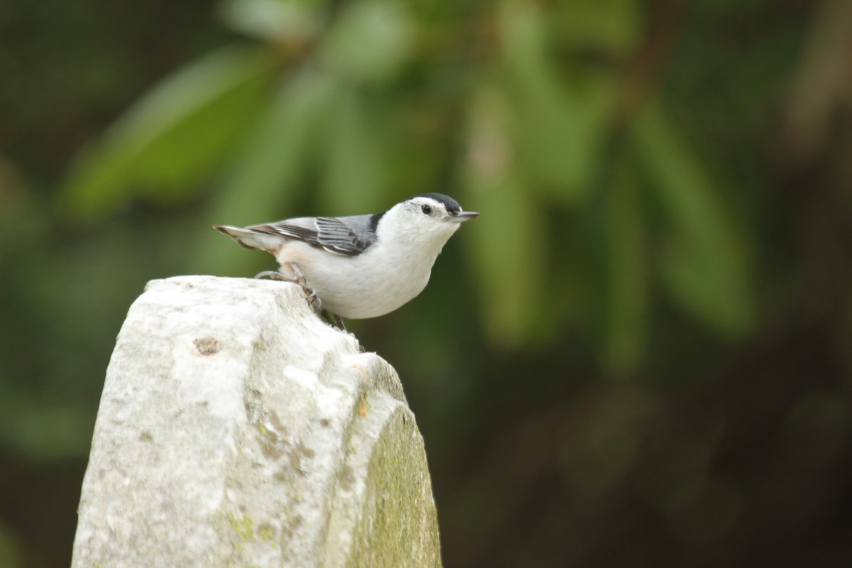 White-breasted Nuthatch (Eastern) - ML643541551