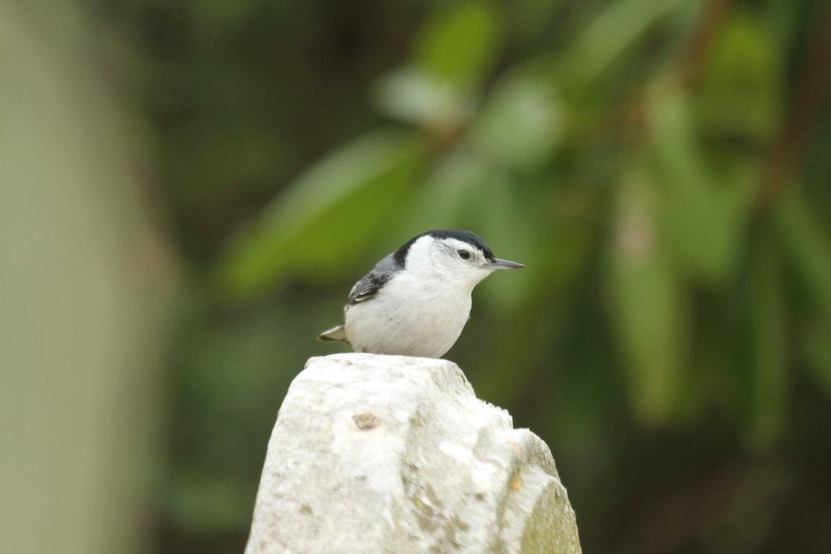 White-breasted Nuthatch (Eastern) - ML643541552