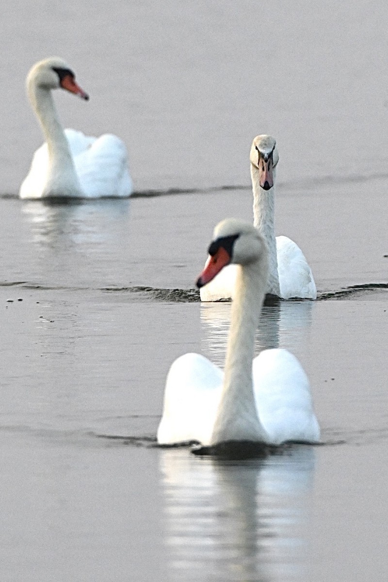 Mute Swan - ML643541554