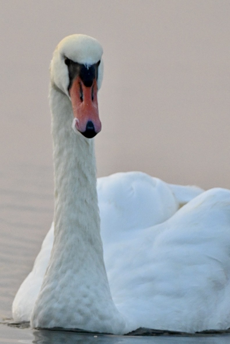 Mute Swan - ML643541555