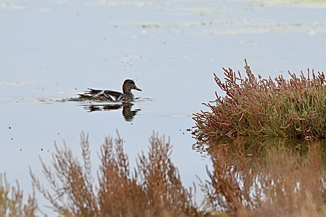 Green-winged Teal - ML643541571