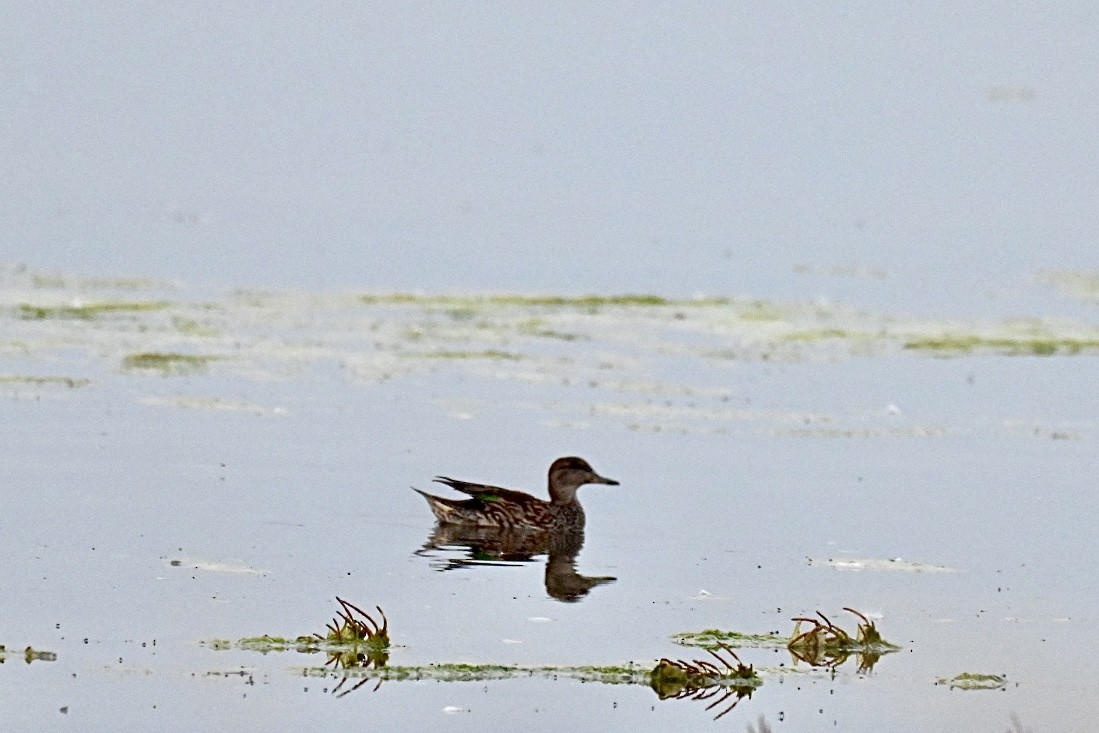 Green-winged Teal - ML643541572