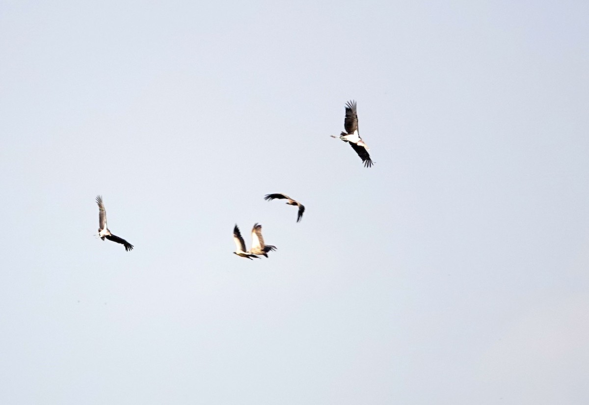 White-backed Vulture - ML643541573