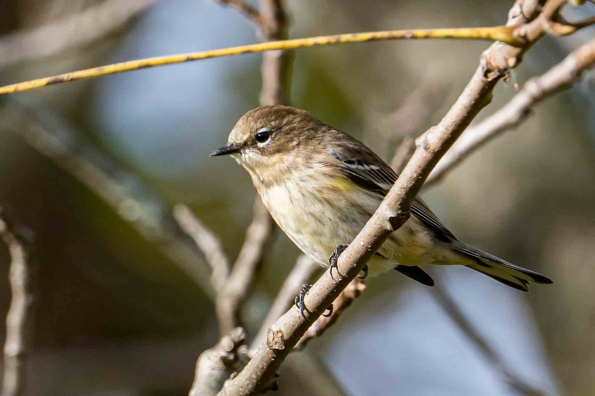 Yellow-rumped Warbler - ML643541574