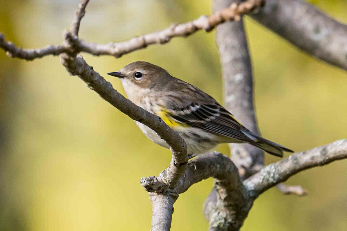 Yellow-rumped Warbler - ML643541575