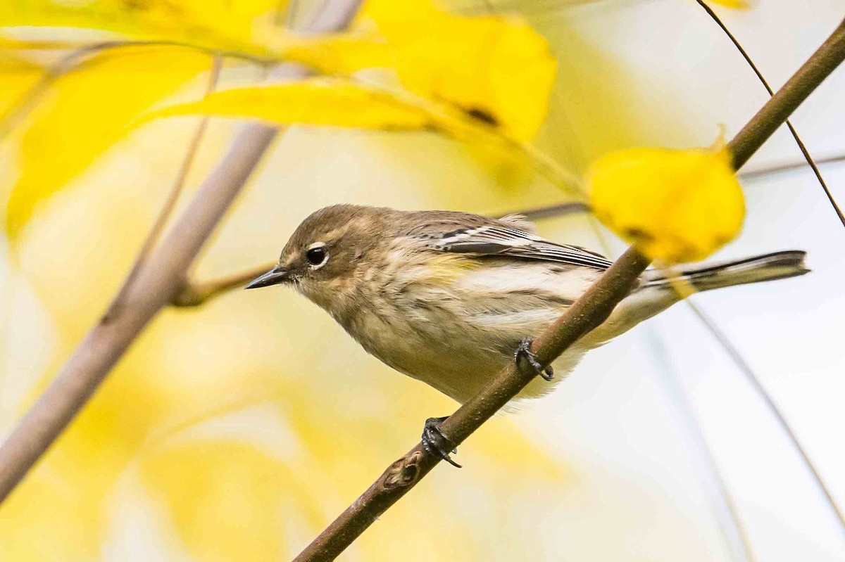 Yellow-rumped Warbler - ML643541576