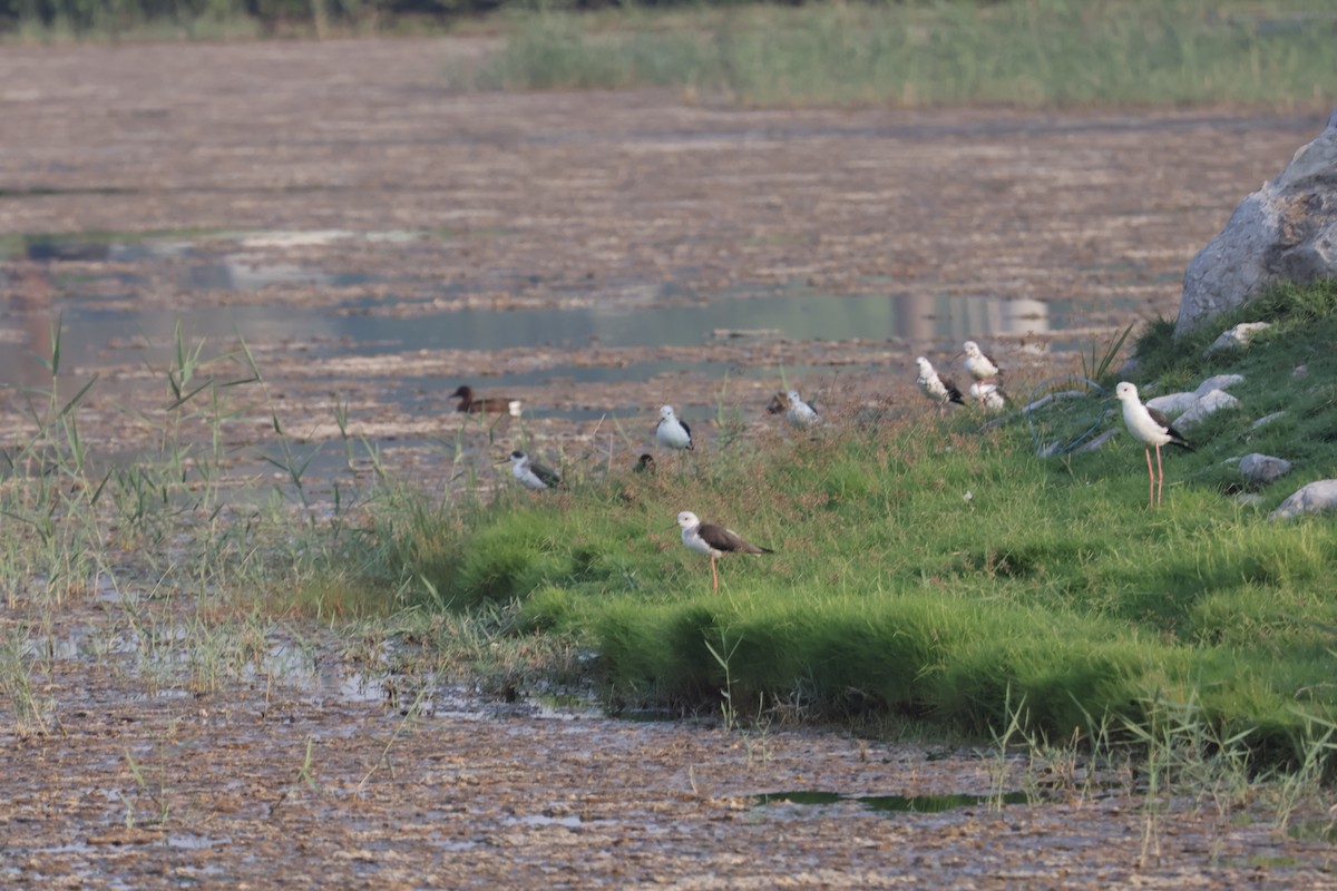 Black-winged Stilt - ML643541586