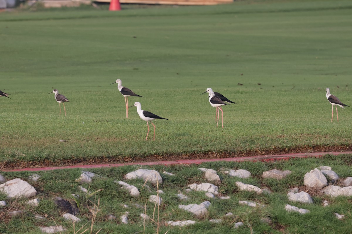 Black-winged Stilt - ML643541587