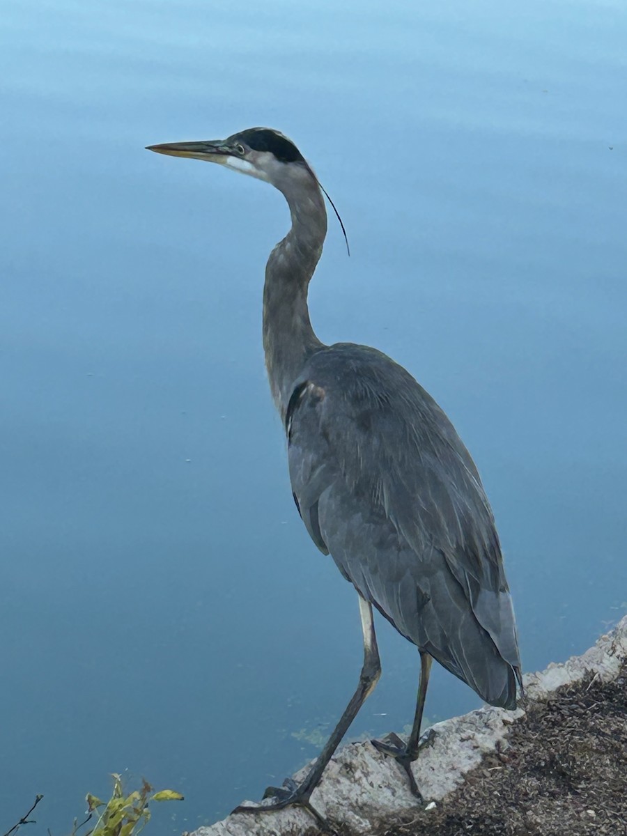 Great Blue Heron - ML643541595