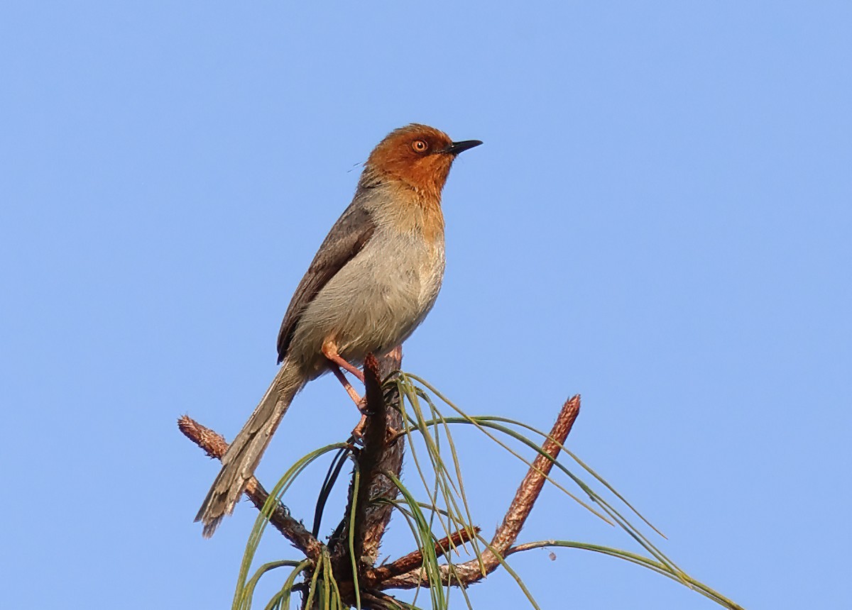 Chapin's Apalis - ML643541598