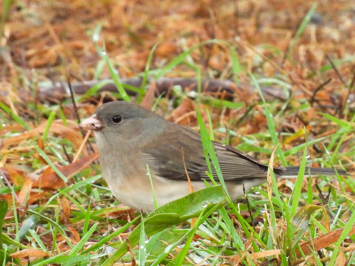 Dark-eyed Junco - ML643541599