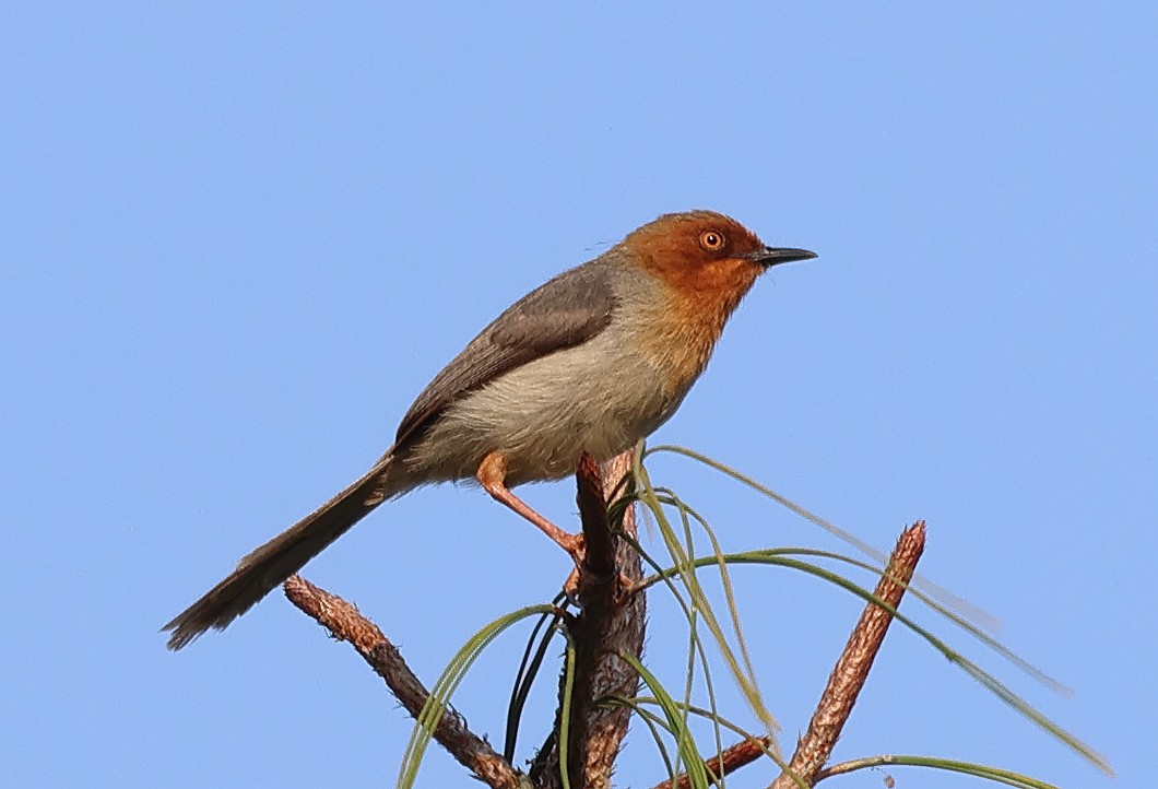 Chapin's Apalis - ML643541600