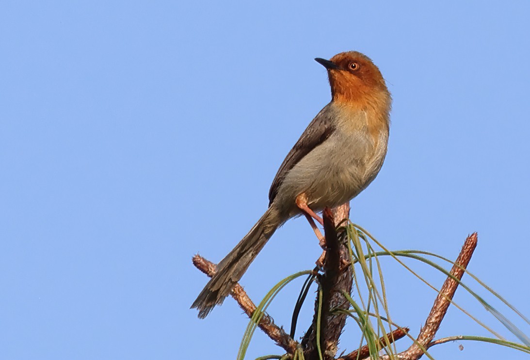 Chapin's Apalis - ML643541602