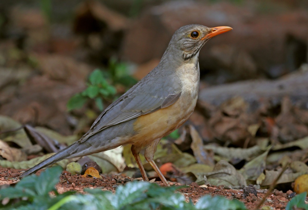 Kurrichane Thrush - ML643541617