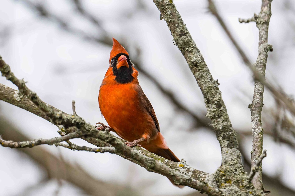 Northern Cardinal - ML643541619