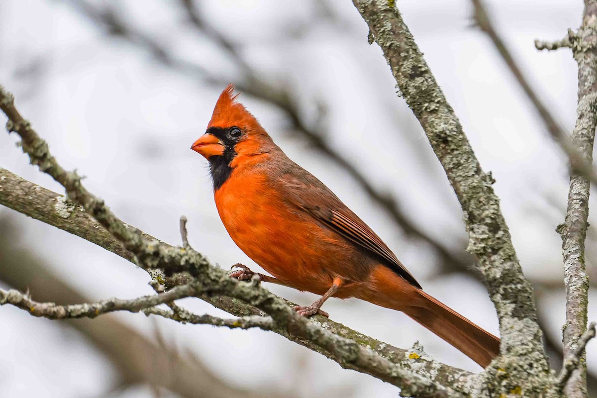 Northern Cardinal - ML643541620