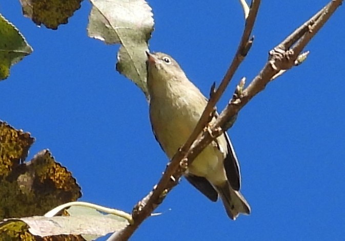 furuparula - ML643541621