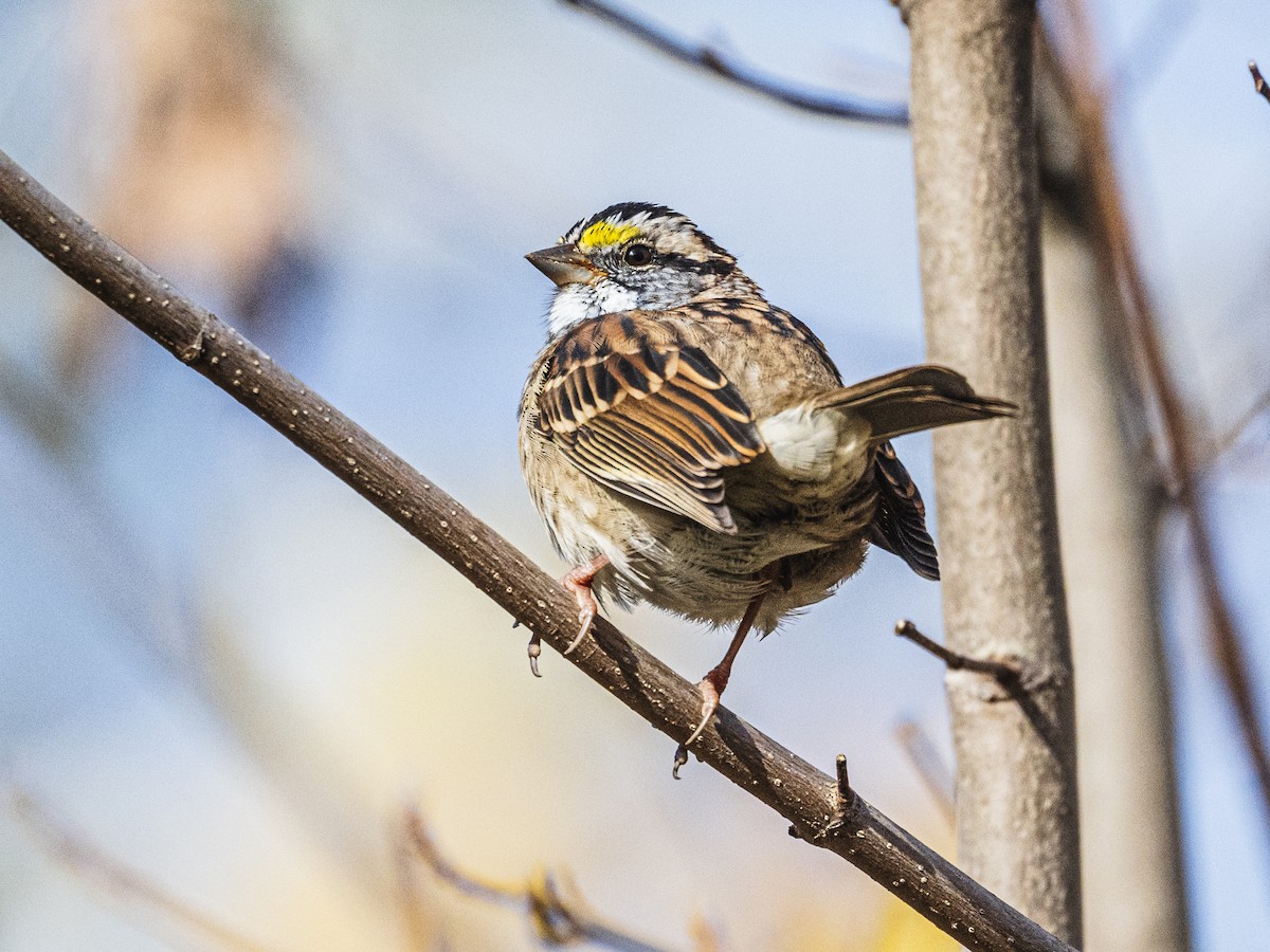 White-throated Sparrow - ML643541623