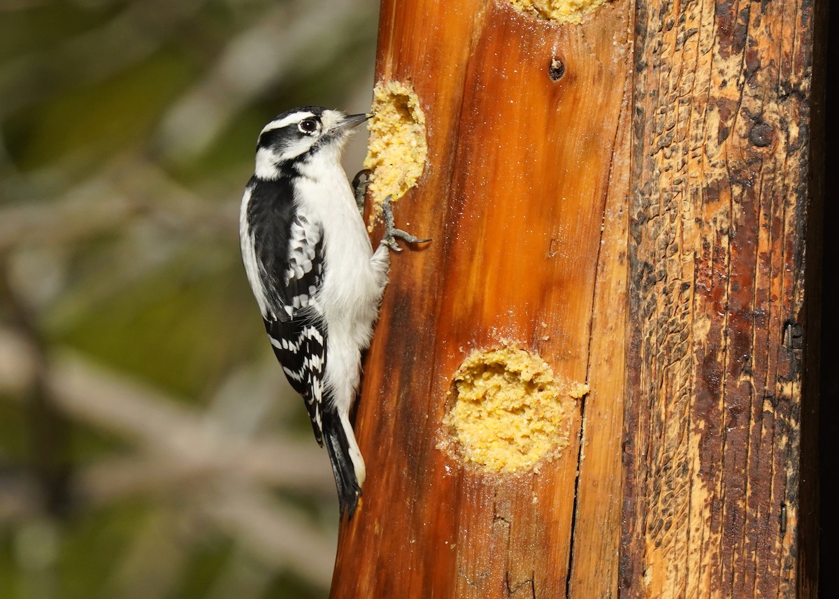 Downy Woodpecker - ML643541626