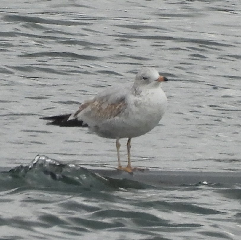 Ring-billed Gull - ML643541628