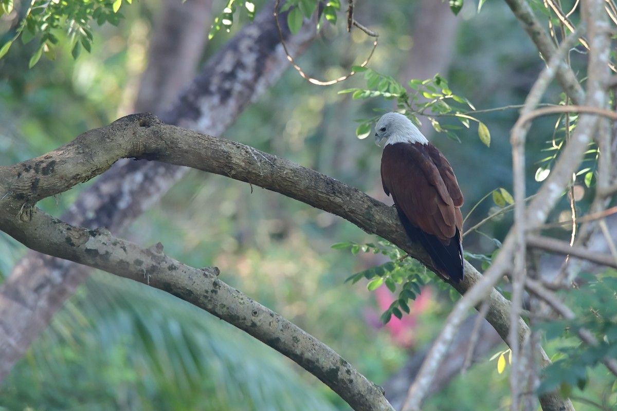 Brahminy Kite - ML643541629
