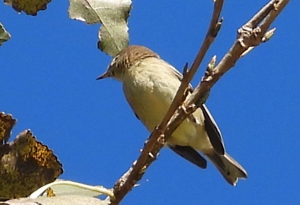 furuparula - ML643541634