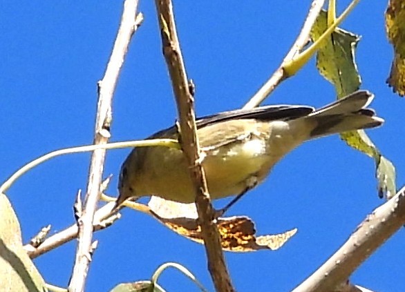 furuparula - ML643541635