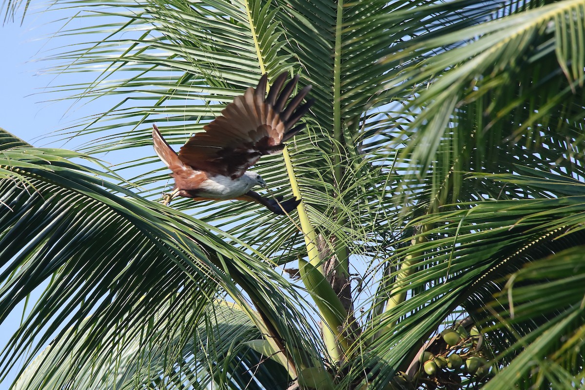 Brahminy Kite - ML643541636