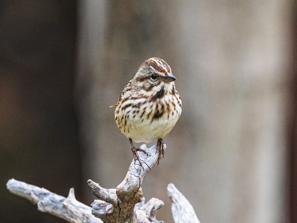 Song Sparrow - ML643541637