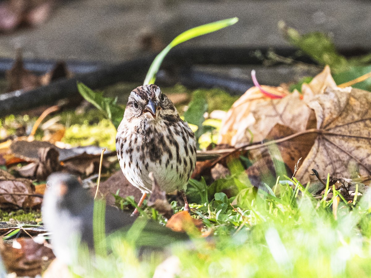 Song Sparrow - ML643541638
