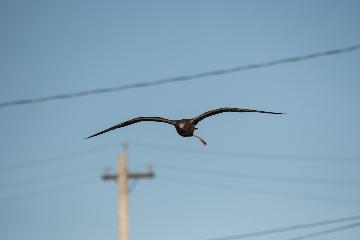 American Herring Gull - ML643541640