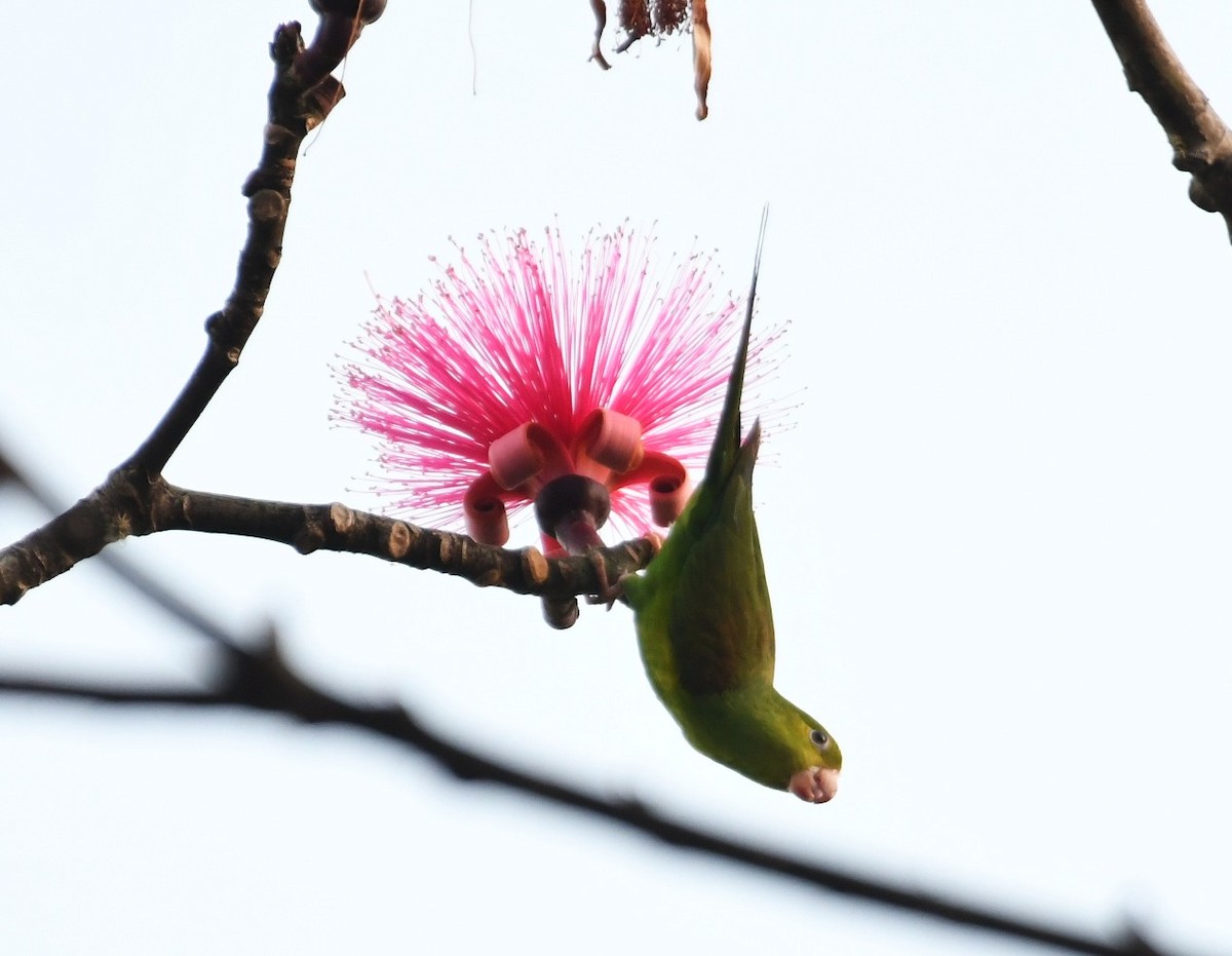 Plain Parakeet - ML643541641