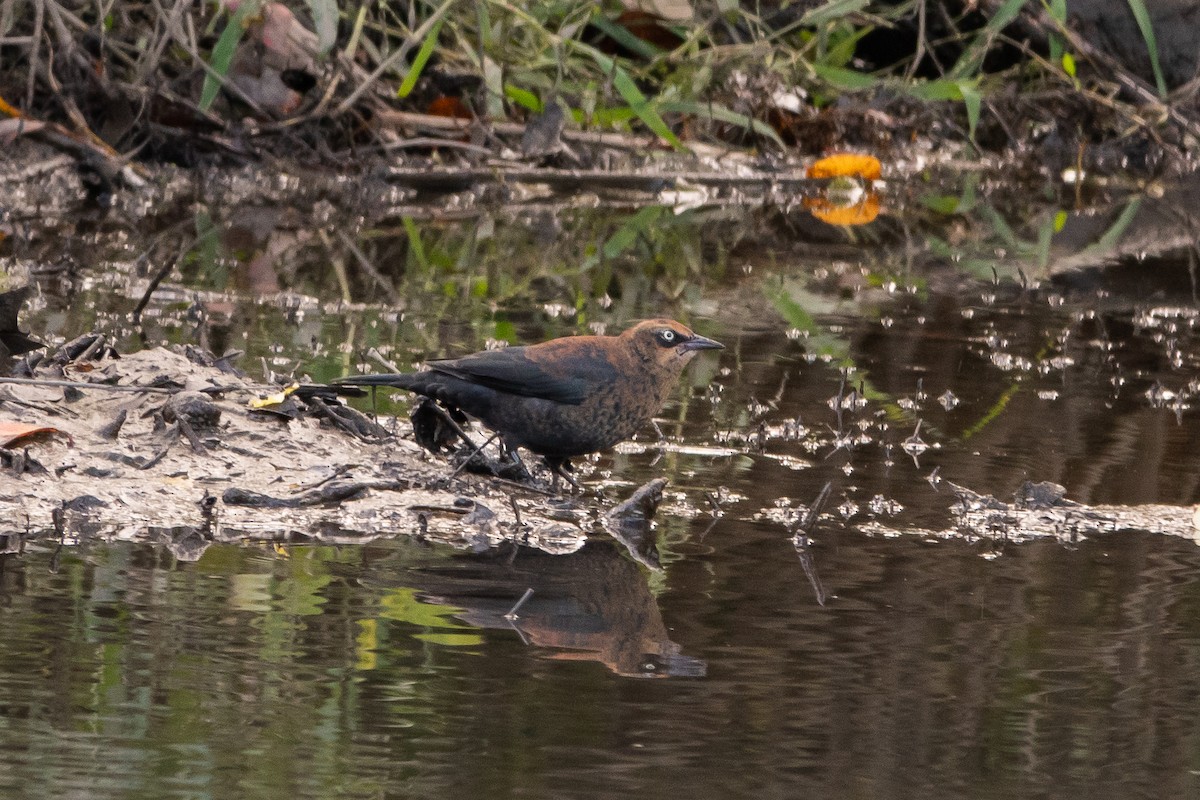Rusty Blackbird - ML643541645