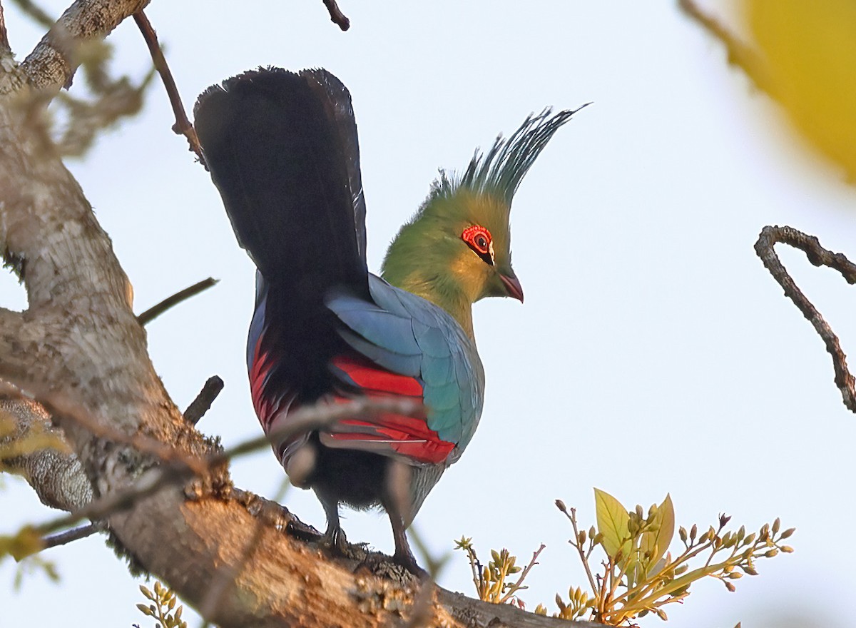 Schalow's Turaco - ML643541646