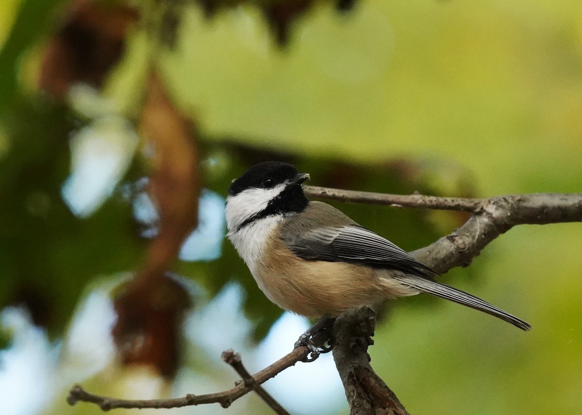 Black-capped Chickadee - ML643541647