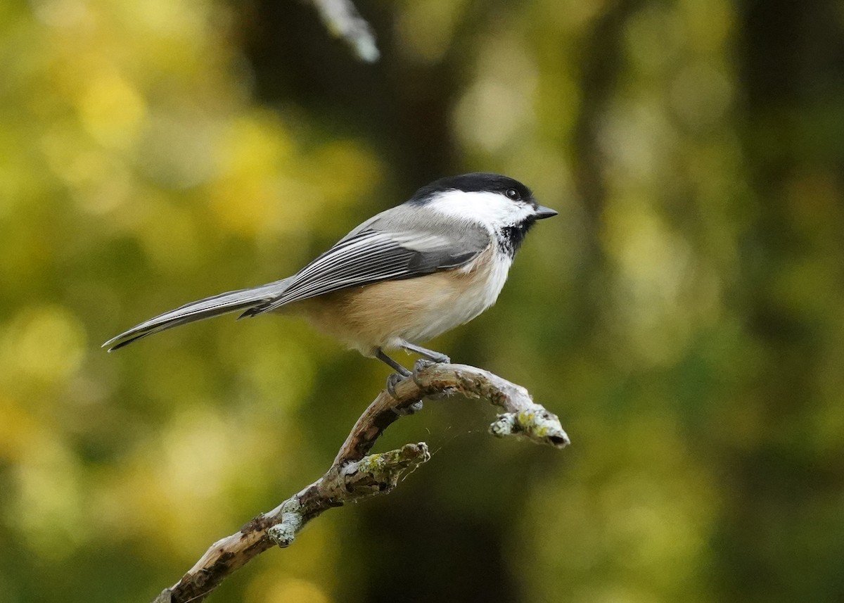Black-capped Chickadee - ML643541648