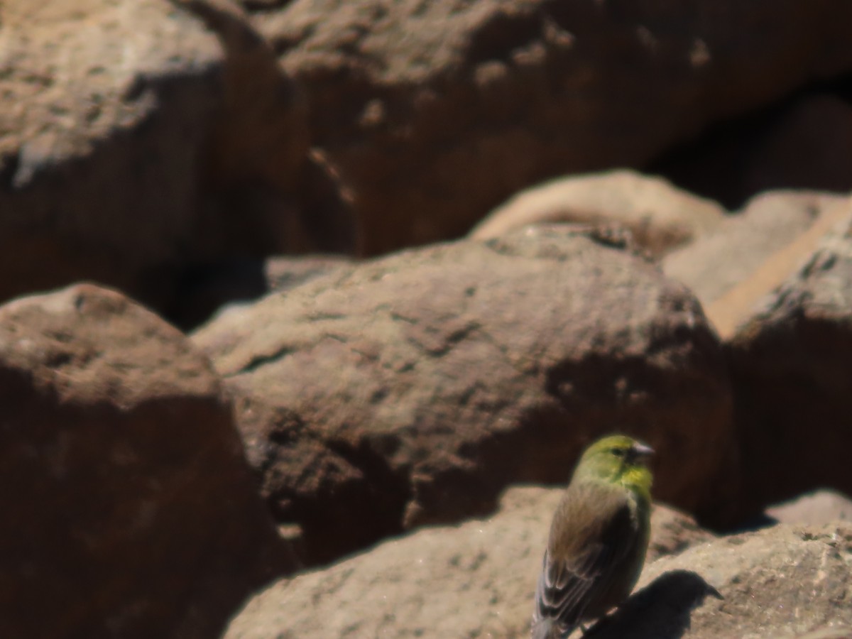 Drakensberg Siskin - ML643541670