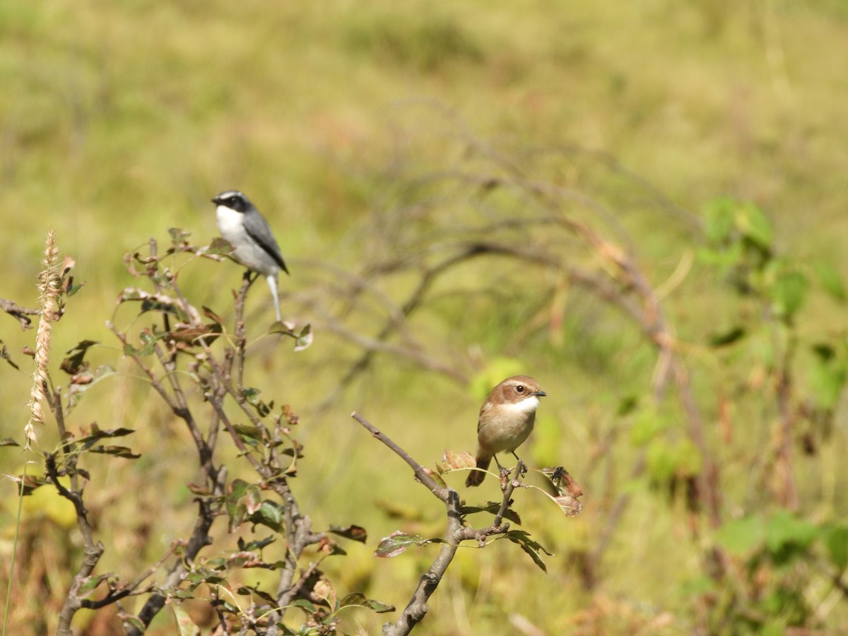 Gray Bushchat - ML643541675