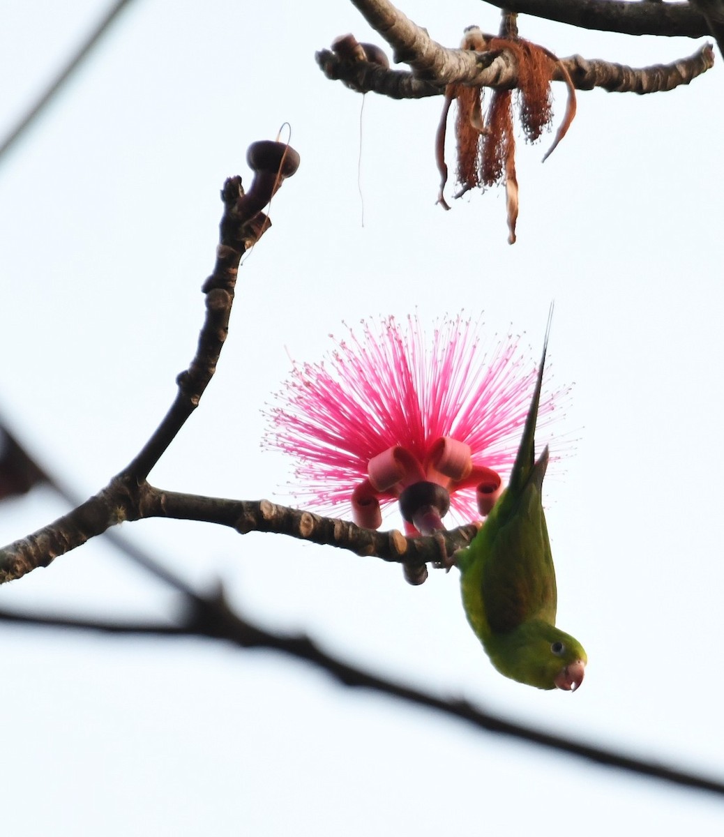 Plain Parakeet - ML643541676