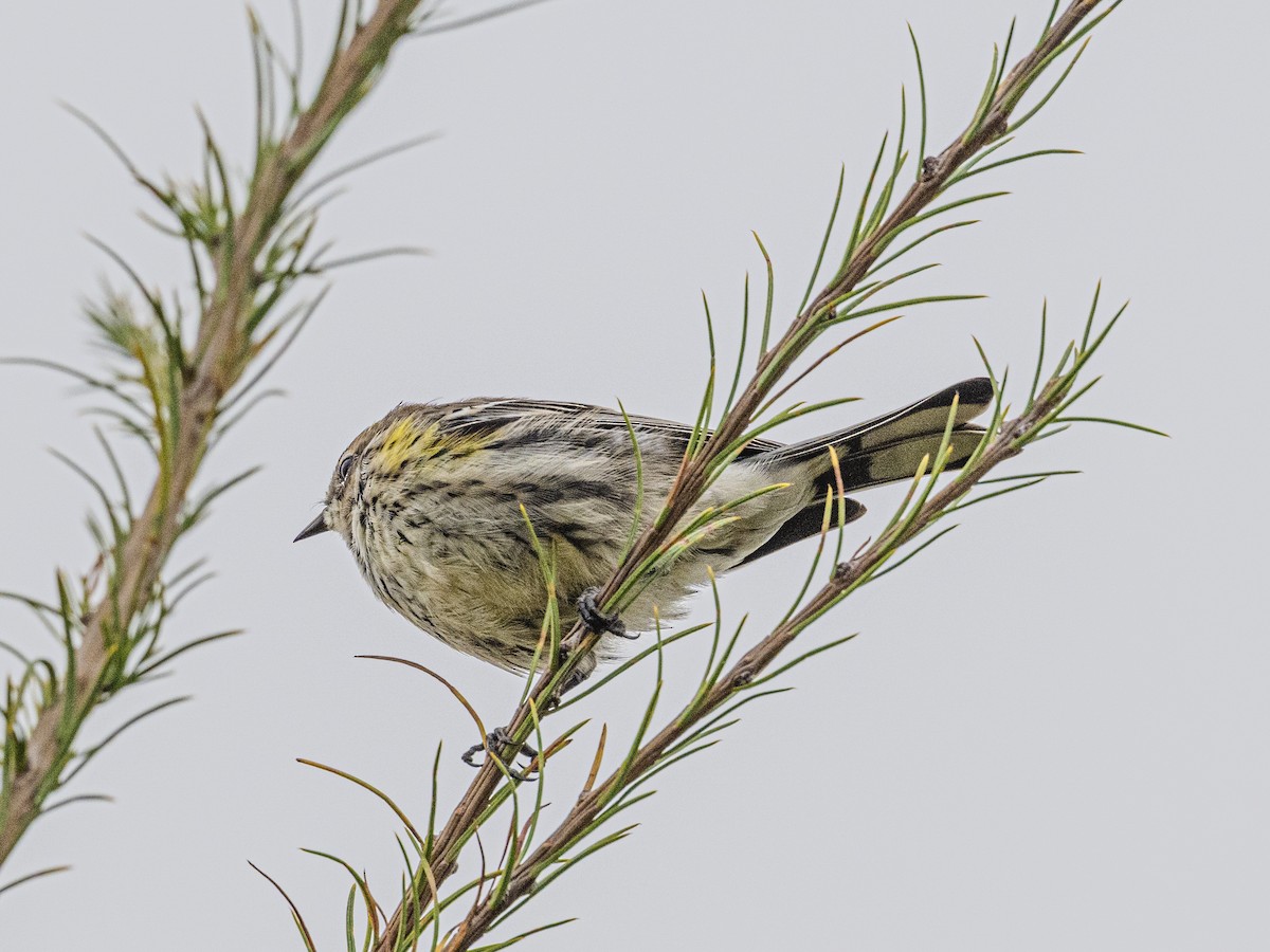 Yellow-rumped Warbler - ML643541691