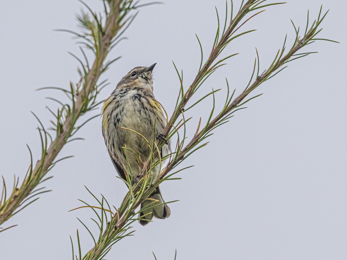 Yellow-rumped Warbler - ML643541692