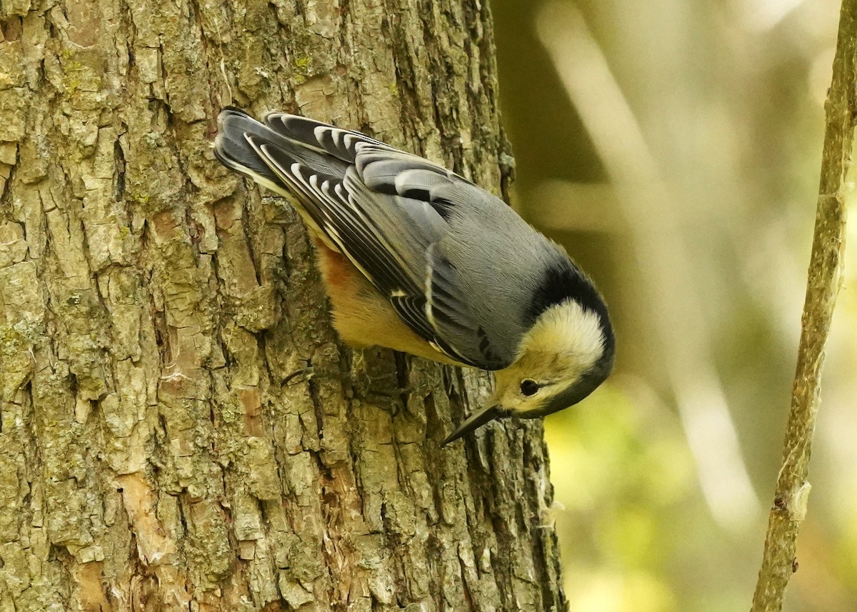 White-breasted Nuthatch - ML643541693