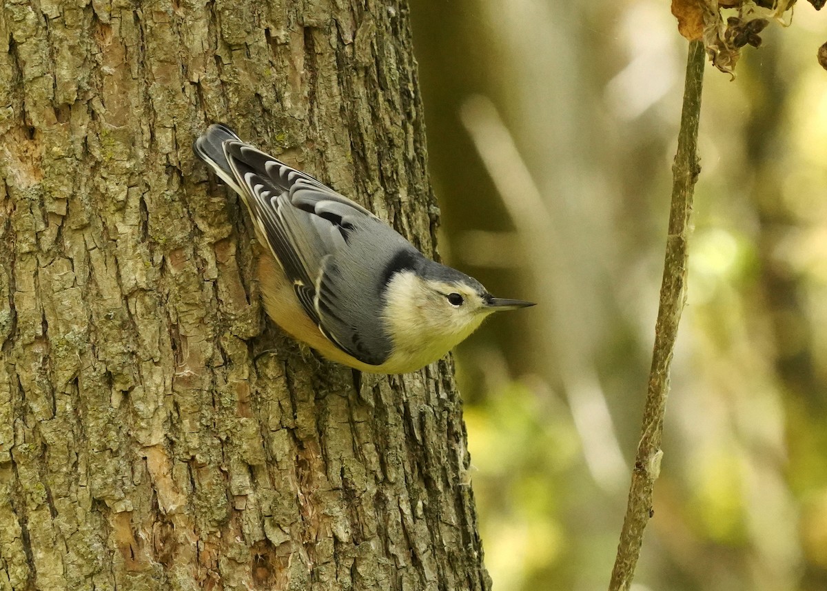 White-breasted Nuthatch - ML643541694