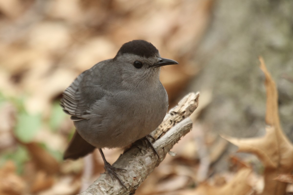 Gray Catbird - ML643541696