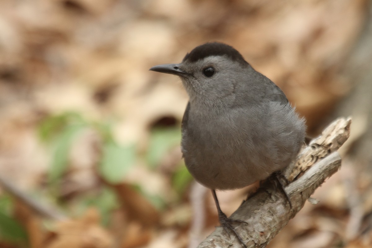 Gray Catbird - ML643541697