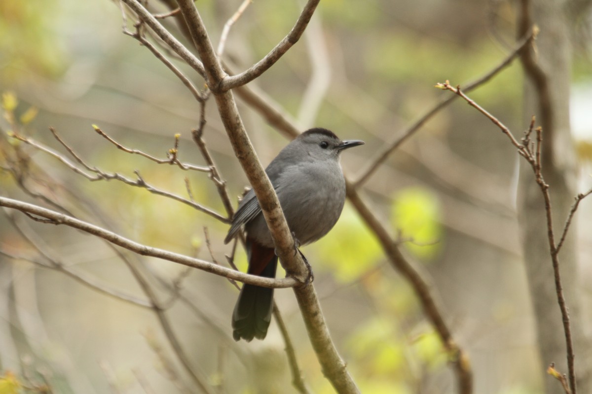 Gray Catbird - ML643541698