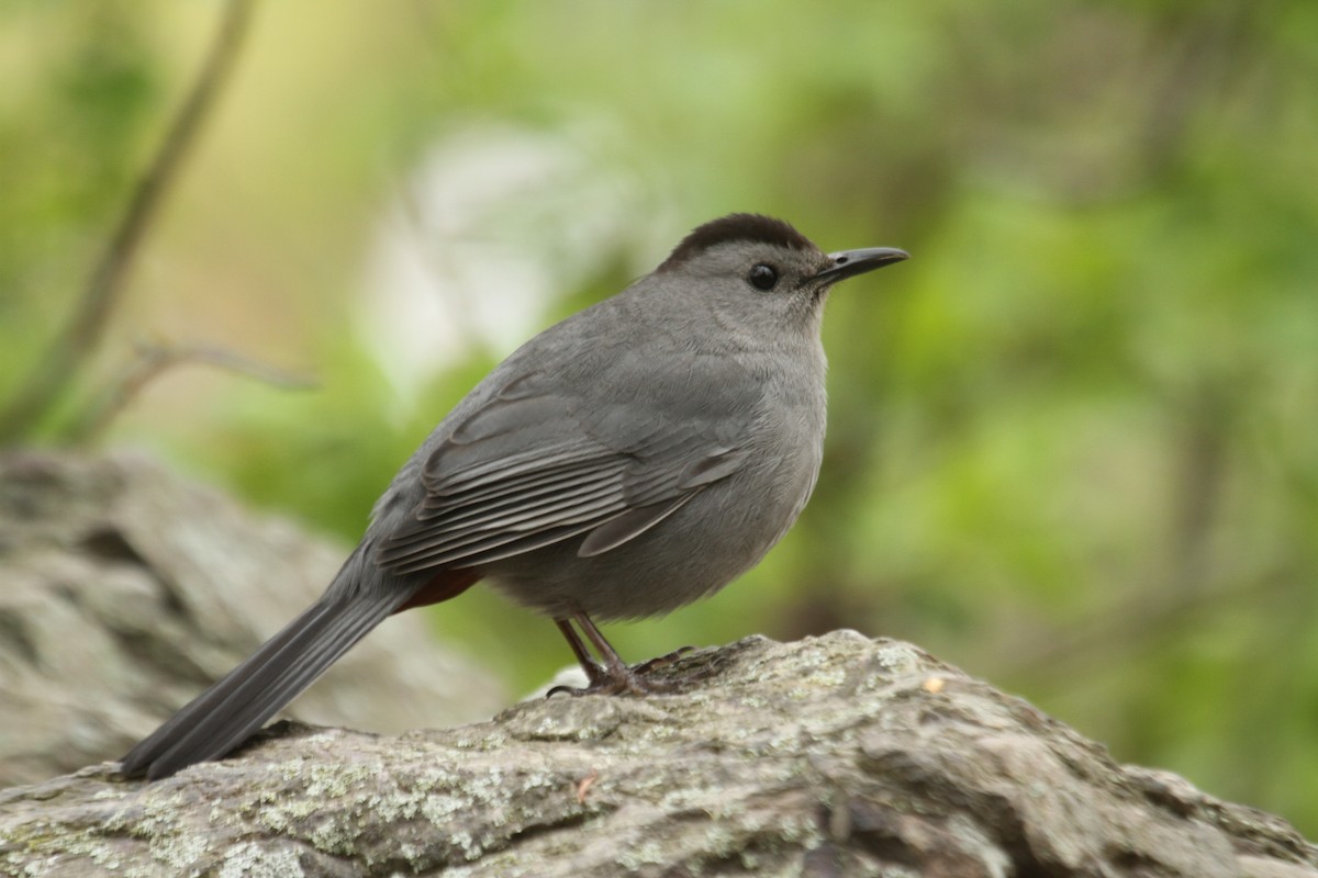 Gray Catbird - ML643541699