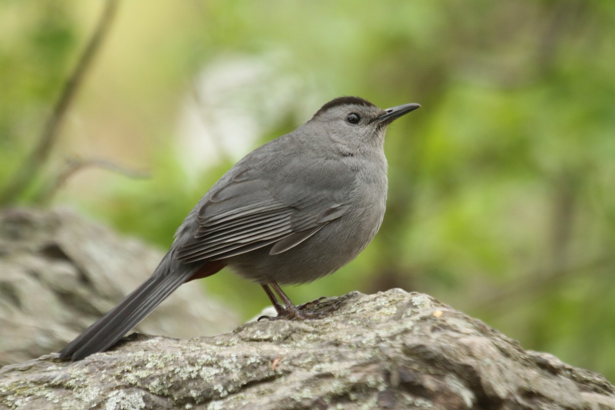 Gray Catbird - ML643541700