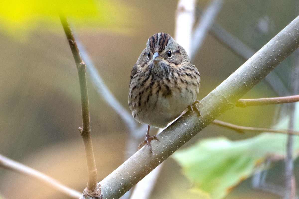 Lincoln's Sparrow - ML643541706