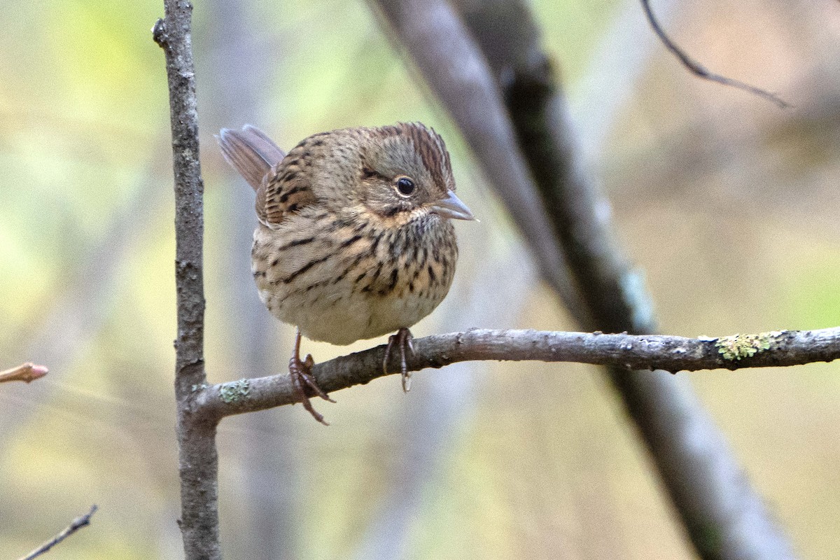 Lincoln's Sparrow - ML643541707
